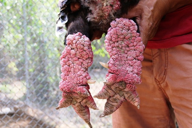 Con gà Đông Tảo có đôi chân khủng được trả trên 30 triệu nhưng anh Miền chưa bán.