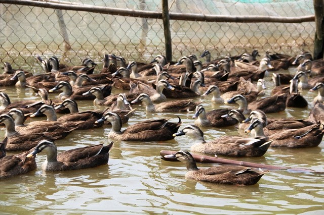Hàng nghìn con vịt trời đang được nuôi tại trang trại của anh Miền, mỗi năm cho thu nhập hàng trăm triệu đồng.