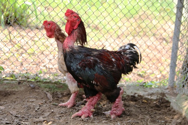 Nông dân biến đồng hoang thành trang trại “đặc sản” tiền tỷ ảnh 2