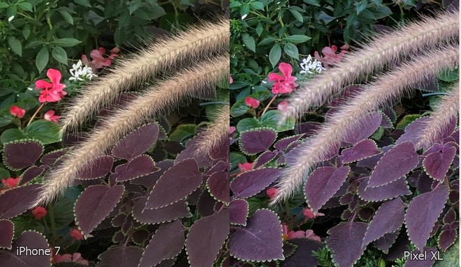  iPhone 7 và Google Pixel đọ camera ảnh 5