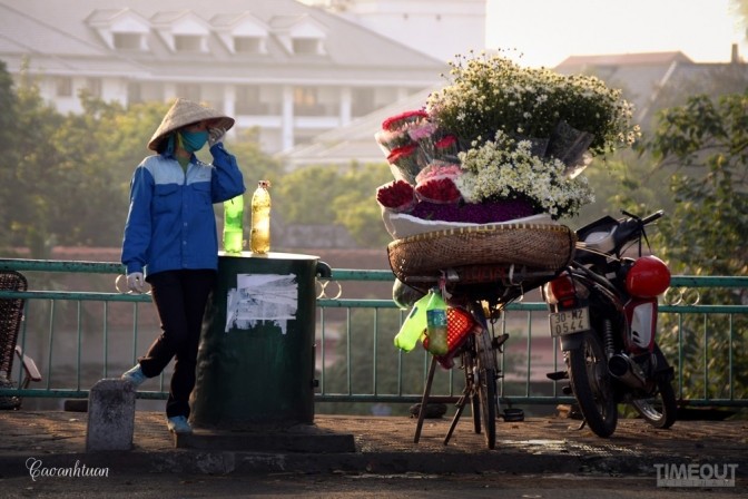 Cúc họa mi 'đón' mùa tinh khôi ảnh 3