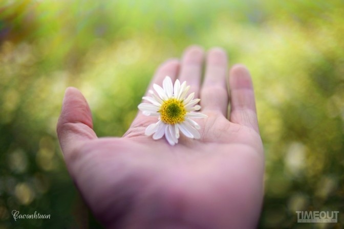 Cúc họa mi 'đón' mùa tinh khôi ảnh 14