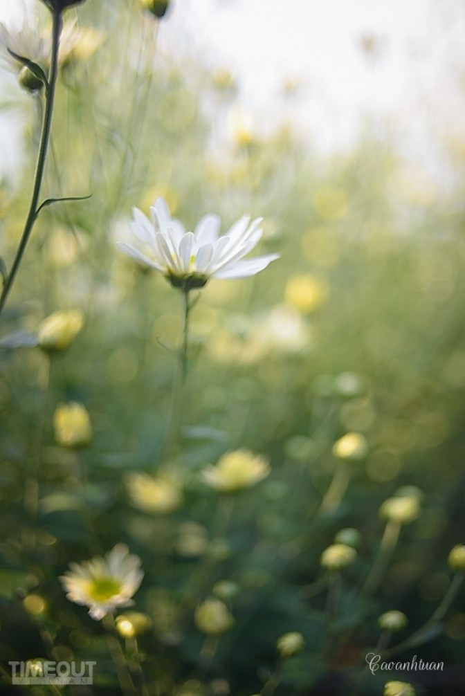Cúc họa mi 'đón' mùa tinh khôi ảnh 5