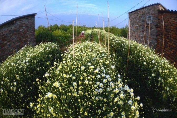 Cúc họa mi 'đón' mùa tinh khôi ảnh 8