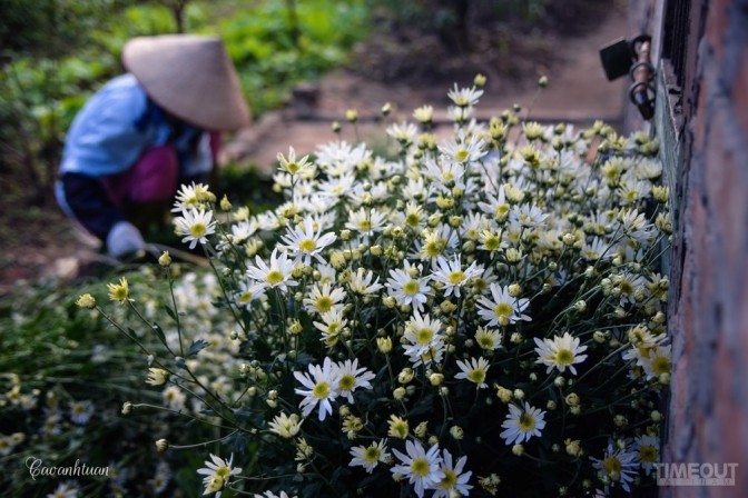 Cúc họa mi 'đón' mùa tinh khôi ảnh 10