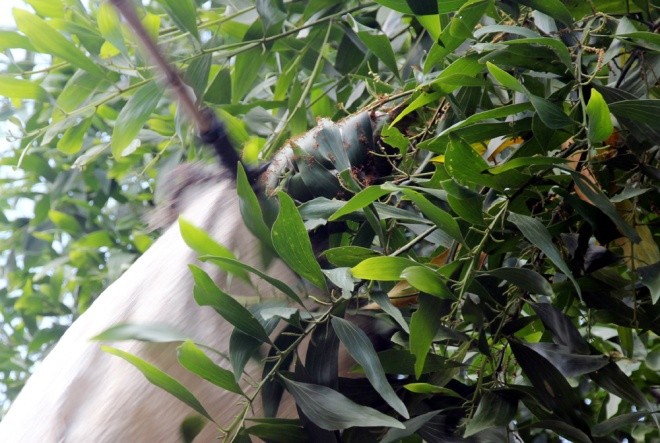 Săn trứng kiến kiếm tiền triệu ở Quảng Nam ảnh 4