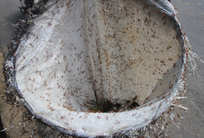 Săn trứng kiến kiếm tiền triệu ở Quảng Nam ảnh 5