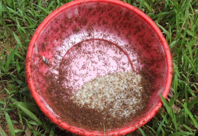 Săn trứng kiến kiếm tiền triệu ở Quảng Nam ảnh 7