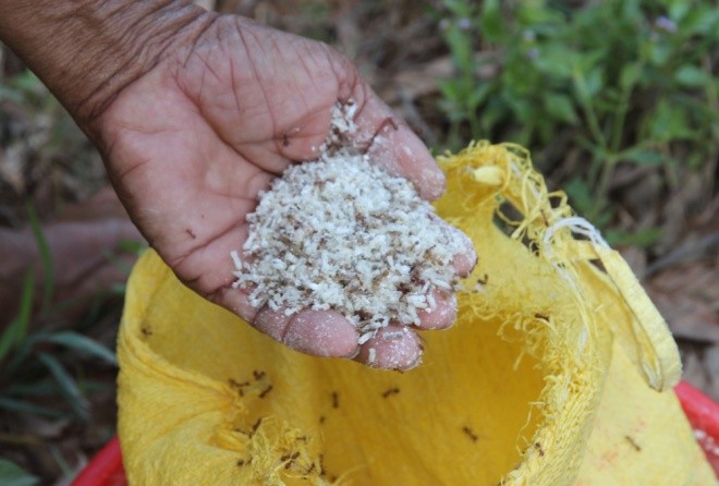 Săn trứng kiến kiếm tiền triệu ở Quảng Nam ảnh 9