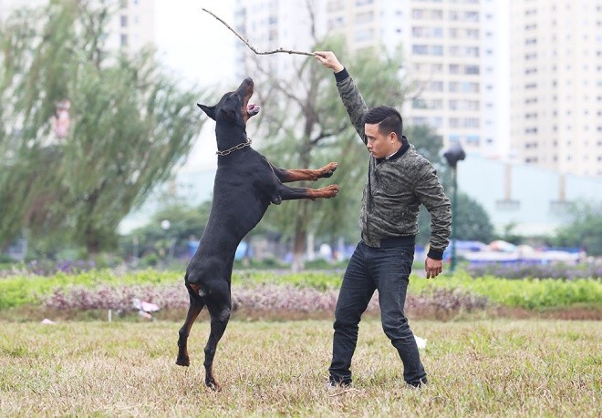 Trại chó doberman tiền tỷ của chàng trai 8x ảnh 10