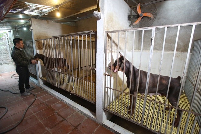  Trại chó doberman tiền tỷ của chàng trai 8x ảnh 2
