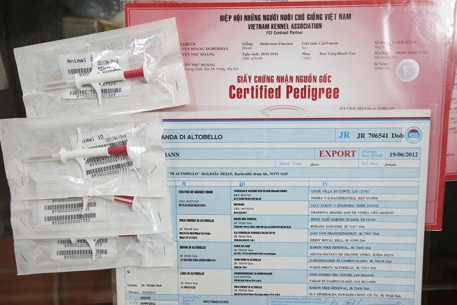  Trại chó doberman tiền tỷ của chàng trai 8x ảnh 4