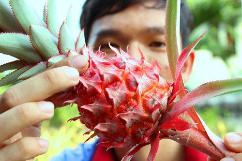 trong-khom-son-ban-tet-kiem-tram-trieu-dong-o-mien-tay-1