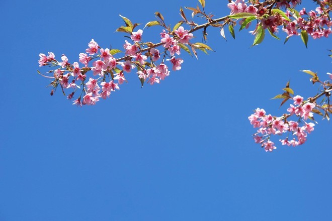 Đi tìm điểm ngắm hoa mùa xuân đẹp nhất Việt Nam - 3