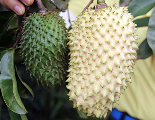 trai-cau-vang-chung-tet-o-mien-tay-hut-hang-1