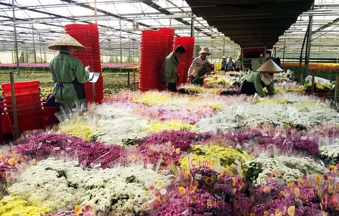 6 làng hoa Tết ba miền khoe sắc thu hút du khách ảnh 3