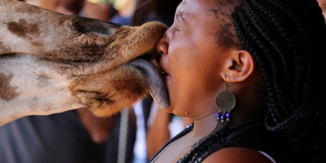  Du khách 'ngã ngửa' vì hươu cao cổ dùng lưỡi khi hôn ảnh 2