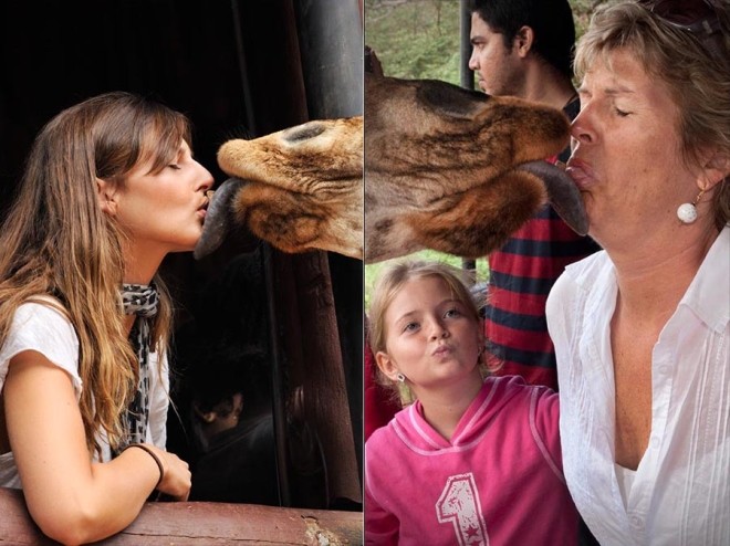  Du khách 'ngã ngửa' vì hươu cao cổ dùng lưỡi khi hôn ảnh 5