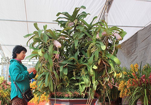 lan-rung-tra-tram-trieu-khong-ban-o-ha-noi