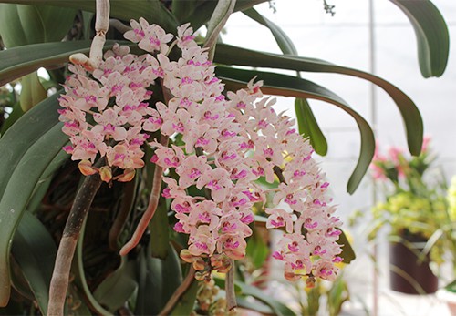 lan-rung-tra-tram-trieu-khong-ban-o-ha-noi-1