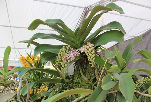 lan-rung-tra-tram-trieu-khong-ban-o-ha-noi-2