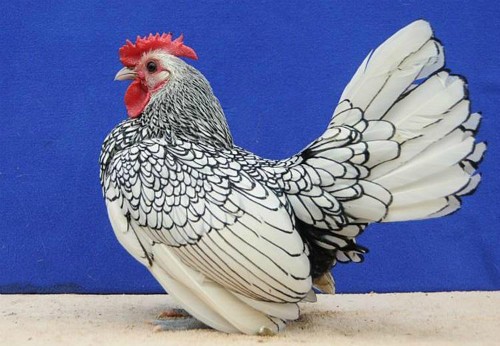 nhung-loai-ga-gia-trieu-dong-o-viet-nam-2