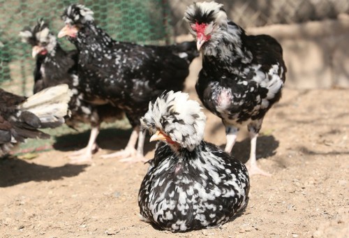 nhung-loai-ga-gia-trieu-dong-o-viet-nam-1