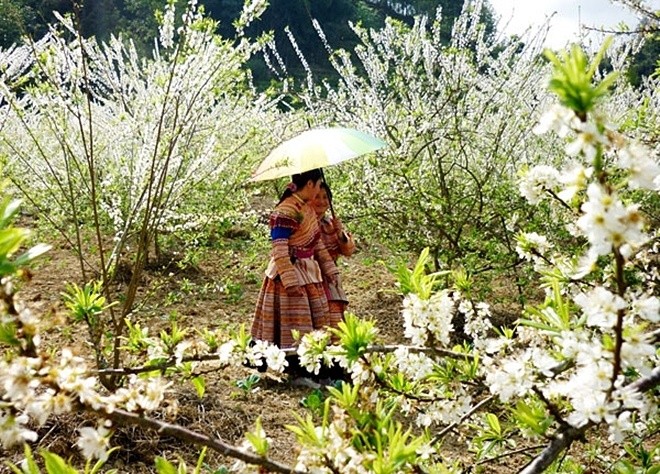 Những cung đường phía Bắc ngắm hoa xuân đẹp mê hồn ảnh 3