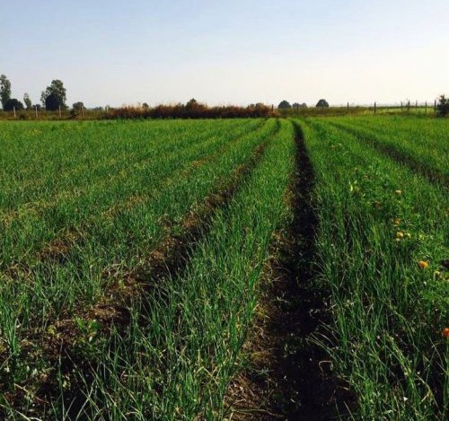 thac-si-ngan-hang-bo-viec-ve-que-trong-rau-sach-2