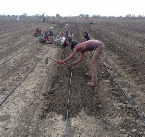 thac-si-ngan-hang-bo-viec-ve-que-trong-rau-sach-1