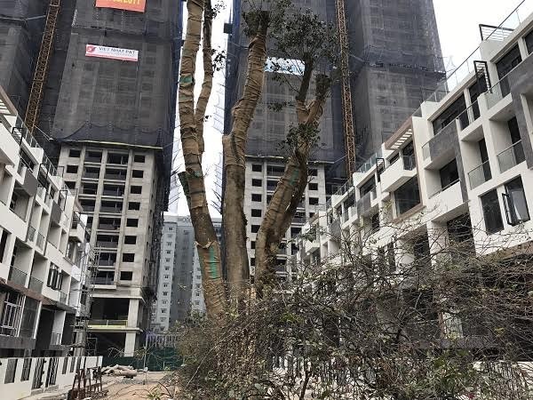 Dự án đắc địa nhất Mỹ Đình cất nóc đúng tiến độ ảnh 2