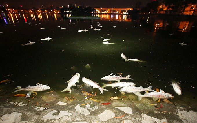 Cá chết la liệt trên mặt hồ Hoàng Cầu ảnh 2