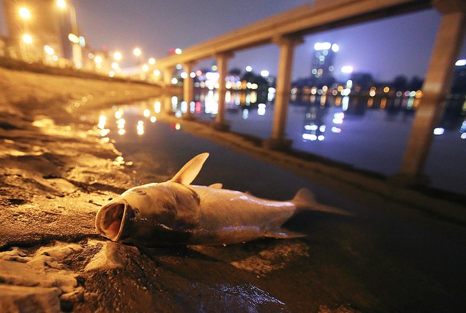 Cá chết la liệt trên mặt hồ Hoàng Cầu ảnh 3