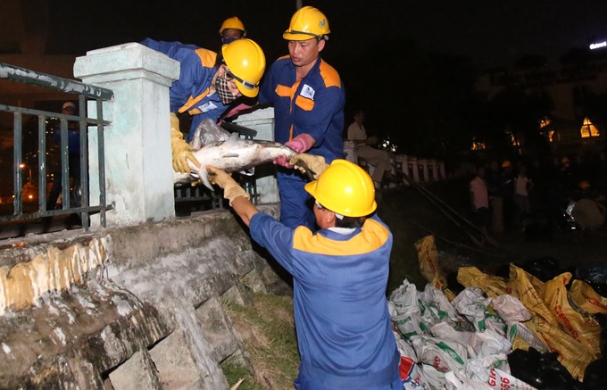 Cá chết la liệt trên mặt hồ Hoàng Cầu ảnh 8