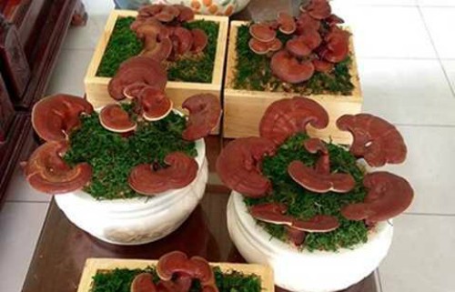 Loại này phải chăm sóc kỹ càng. Ảnh: VTC.