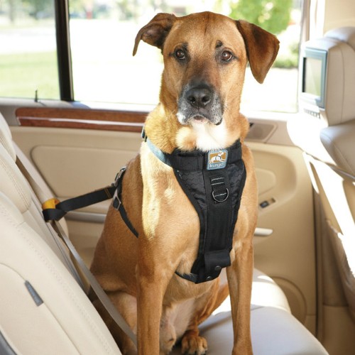 Những phụ kiện xe hơi dành cho chó ảnh 6 Những phụ kiện xe hơi dành cho chó ảnh 6