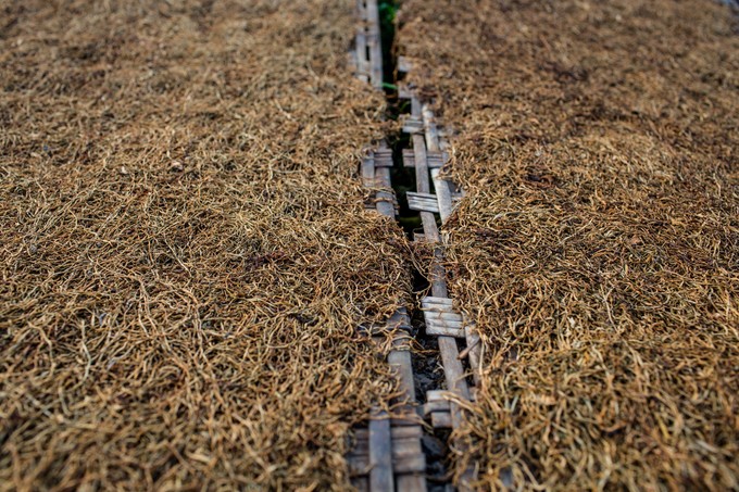 Cánh đồng thuốc lào lớn nhất Sài Gòn vào mùa thu hoạch