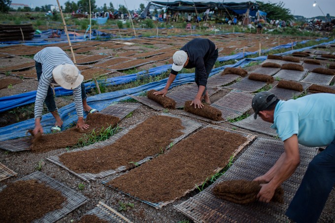 Cánh đồng thuốc lào lớn nhất Sài Gòn vào mùa thu hoạch