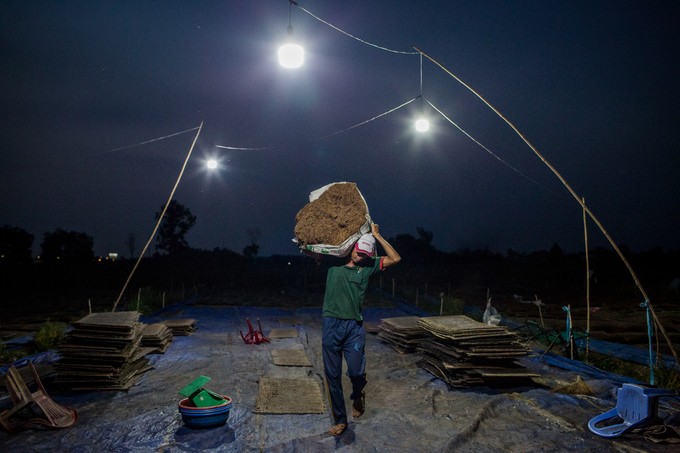 Cánh đồng thuốc lào lớn nhất Sài Gòn vào mùa thu hoạch