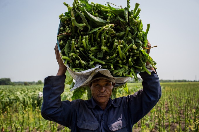 Cánh đồng thuốc lào lớn nhất Sài Gòn vào mùa thu hoạch