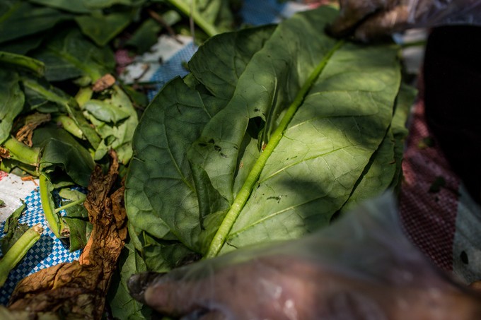 Cánh đồng thuốc lào lớn nhất Sài Gòn vào mùa thu hoạch