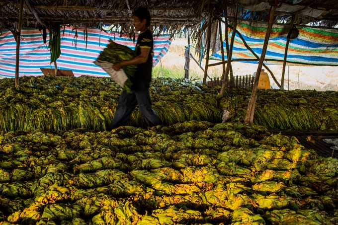 Cánh đồng thuốc lào lớn nhất Sài Gòn vào mùa thu hoạch