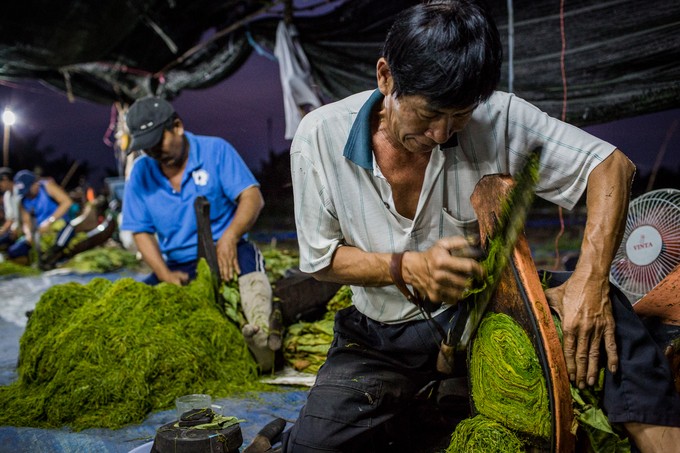 Cánh đồng thuốc lào lớn nhất Sài Gòn vào mùa thu hoạch
