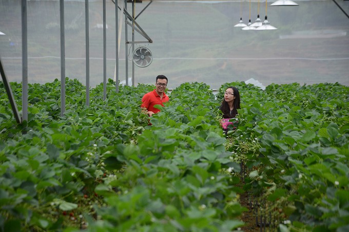 Vườn dâu tây ở Sa Pa thu phí tham quan 4 ngày nghỉ lễ
