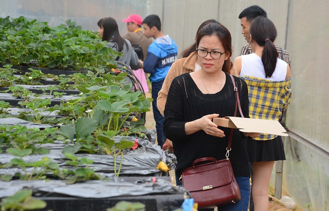 Vườn dâu tây ở Sa Pa thu phí tham quan 4 ngày nghỉ lễ