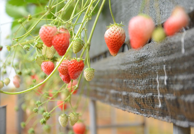 Vườn dâu tây ở Sa Pa thu phí tham quan 4 ngày nghỉ lễ