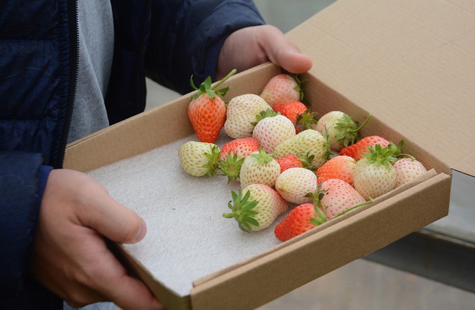 Vườn dâu tây ở Sa Pa thu phí tham quan 4 ngày nghỉ lễ