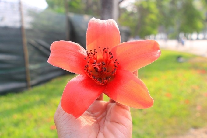 Mùa hoa gạo nở rộ vào tháng 3 ở xứ Huế