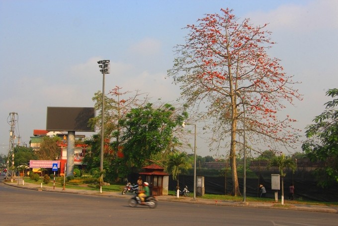 Mùa hoa gạo nở rộ vào tháng 3 ở xứ Huế