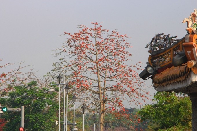 Mùa hoa gạo nở rộ vào tháng 3 ở xứ Huế